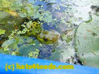 /home//u458753944/public_html/sourcegallery//Frogs/More bullfrogs/P9060089.JPG